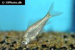 osteochilus hasseltii osteochilus hasseltii