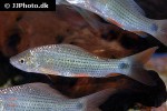 osteochilus hasseltii osteochilus hasseltii