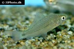 osteochilus hasseltii osteochilus hasseltii