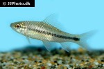 osteochilus microcephalus osteochilus microcephalus
