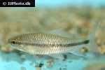 osteochilus microcephalus osteochilus microcephalus