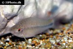 osteochilus microcephalus osteochilus microcephalus