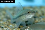 osteochilus microcephalus osteochilus microcephalus