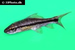 osteochilus microcephalus osteochilus microcephalus