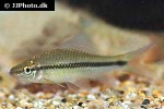 osteochilus microcephalus osteochilus microcephalus