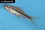 osteochilus microcephalus osteochilus microcephalus