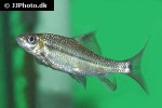 osteochilus nashii osteochilus nashii