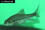 osteochilus nashii osteochilus nashii