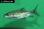 osteochilus nashii osteochilus nashii