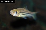 osteochilus pentalineatus osteochilus pentalineatus