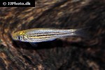 osteochilus pentalineatus osteochilus pentalineatus