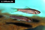 osteochilus pentalineatus osteochilus pentalineatus