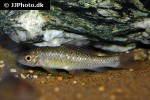 osteochilus salsburyi osteochilus salsburyi
