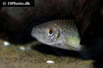 osteochilus salsburyi osteochilus salsburyi