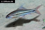 osteochilus species osteochilus species