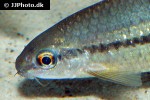 osteochilus species osteochilus species