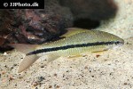 osteochilus waandersii osteochilus waandersii
