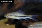osteochilus waandersii osteochilus waandersii