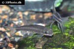 paracrossochilus vittatus paracrossochilus vittatus
