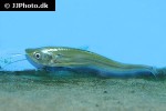 belodontichthys dinema belodontichthys dinema