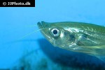 belodontichthys dinema belodontichthys dinema