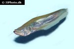 belodontichthys truncatus belodontichthys truncatus