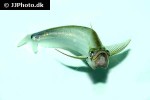 belodontichthys truncatus belodontichthys truncatus