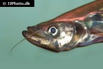 belodontichthys truncatus belodontichthys truncatus