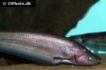 hemisilurus mekongensis hemisilurus mekongensis