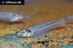 kryptopterus bicirrhis kryptopterus bicirrhis