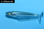 kryptopterus cryptopterus kryptopterus cryptopterus
