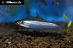 kryptopterus cryptopterus kryptopterus cryptopterus
