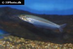 kryptopterus cryptopterus kryptopterus cryptopterus