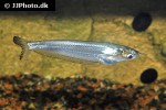 kryptopterus cryptopterus kryptopterus cryptopterus