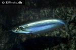 kryptopterus cryptopterus kryptopterus cryptopterus