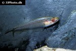 kryptopterus macrocephalus kryptopterus macrocephalus