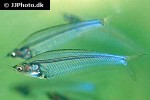 kryptopterus vitreolus kryptopterus vitreolus