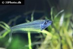 kryptopterus vitreolus kryptopterus vitreolus