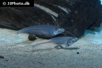 kryptopterus vitreolus kryptopterus vitreolus