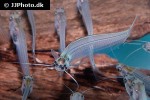 kryptopterus vitreolus kryptopterus vitreolus