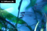 kryptopterus vitreolus kryptopterus vitreolus