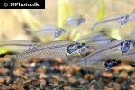 kryptopterus vitreolus kryptopterus vitreolus