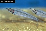 kryptopterus vitreolus kryptopterus vitreolus