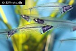 kryptopterus vitreolus kryptopterus vitreolus