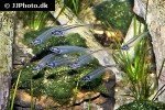 kryptopterus vitreolus kryptopterus vitreolus