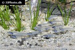 kryptopterus vitreolus kryptopterus vitreolus