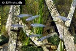 kryptopterus vitreolus kryptopterus vitreolus