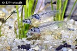 kryptopterus vitreolus kryptopterus vitreolus