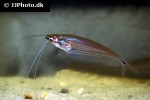 ompok eugeneiatus ompok eugeneiatus