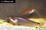 ompok eugeneiatus ompok eugeneiatus